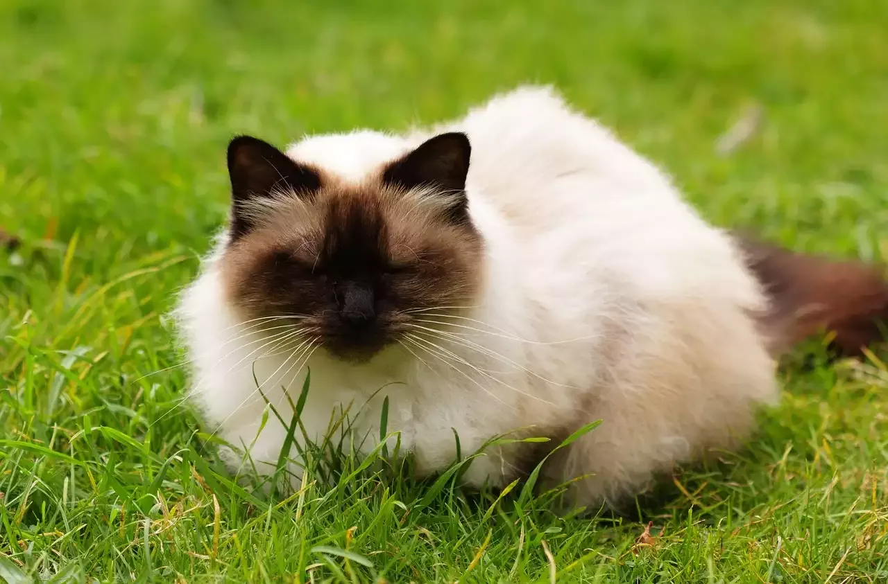 The Exotic Himalayan Cat Breed