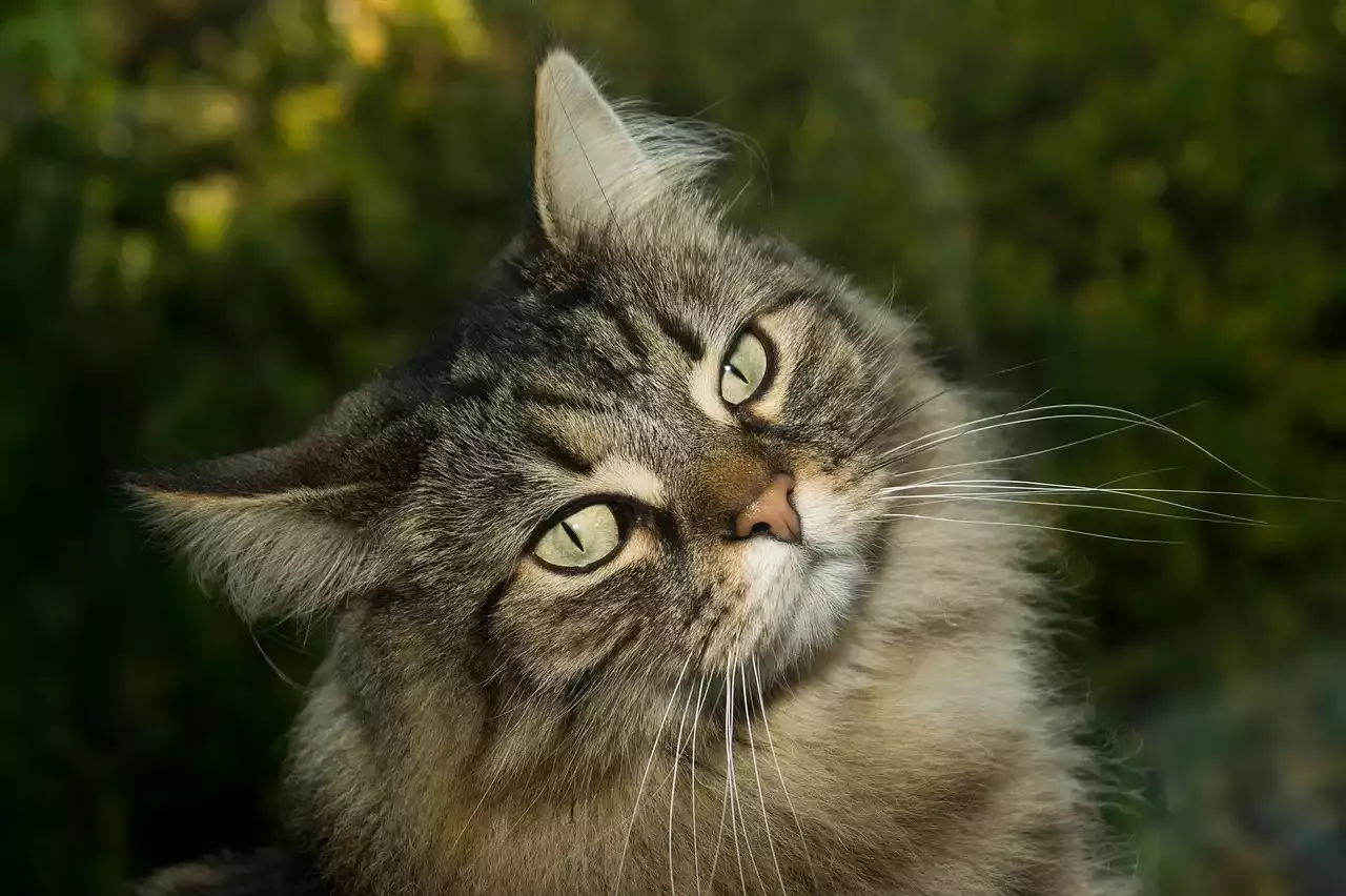 Is the Norwegian Forest Cat Good for Families?