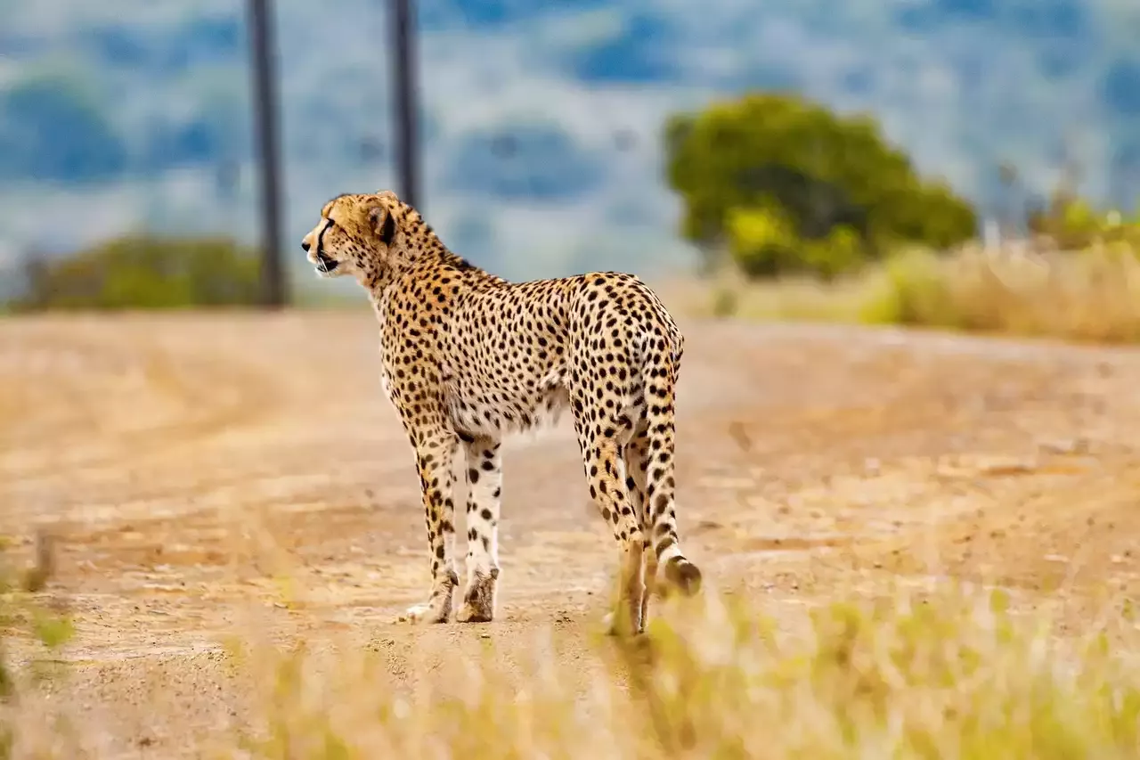 Is it Legal to Keep a Cheetah at Home?