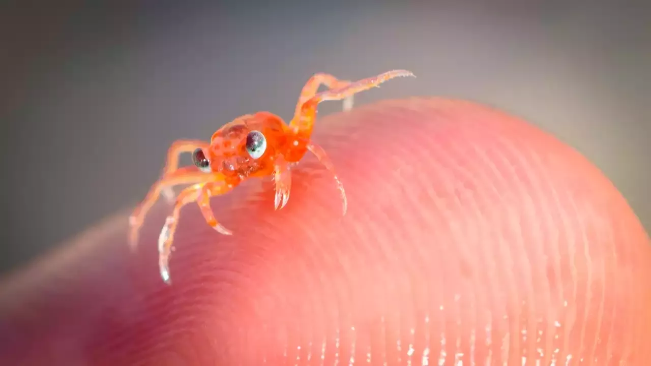 The Mini Crab, a Low Maintenance Pet