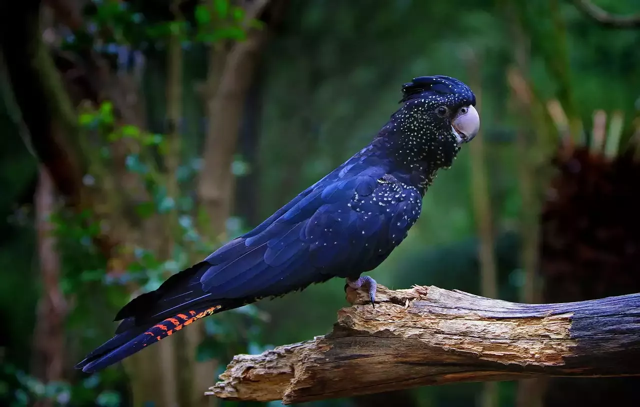 Keeping a Large Cockatoo as a Pet