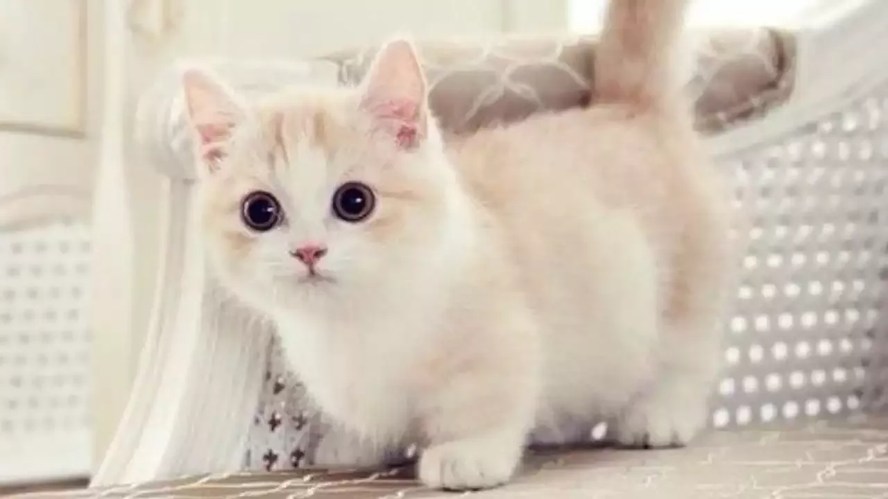 All You Need to About the Munchkin Cat