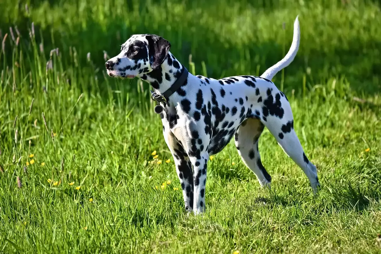 Everything You Need to Know About Dalmation Dogs