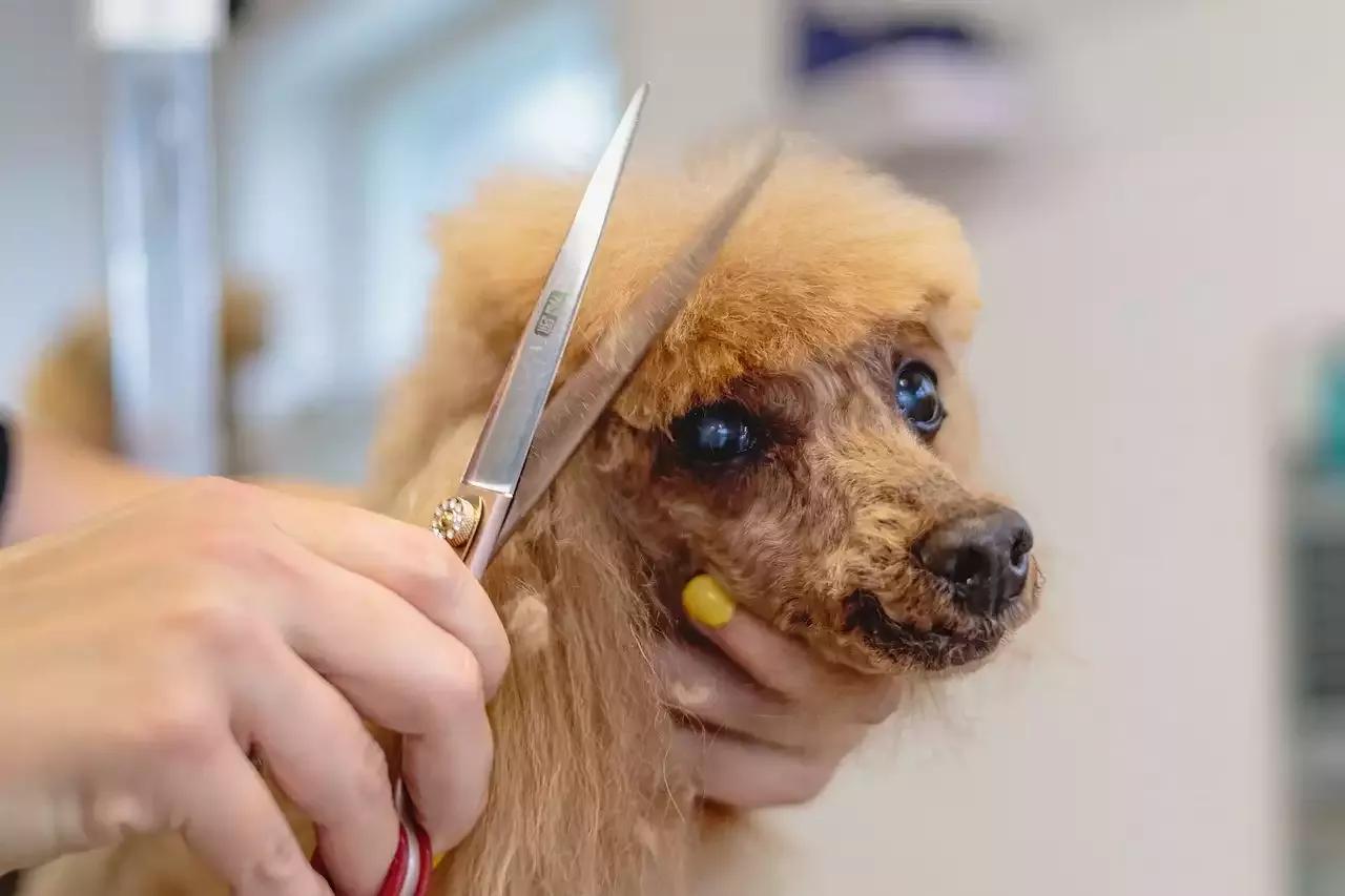 What Happens at a Dog Groomer?