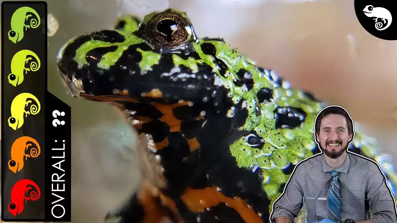 The Amazing Fire Bellied Toad