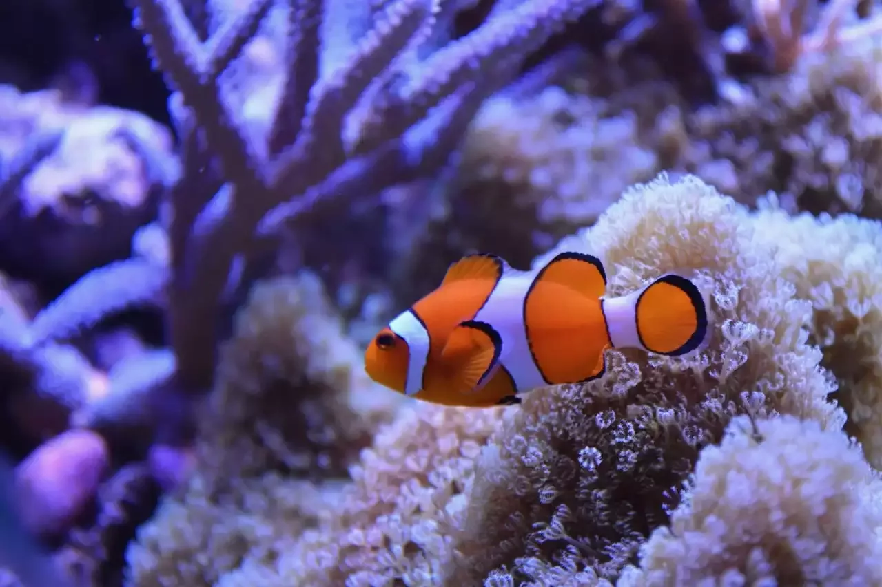 Caring for a Clown Fish