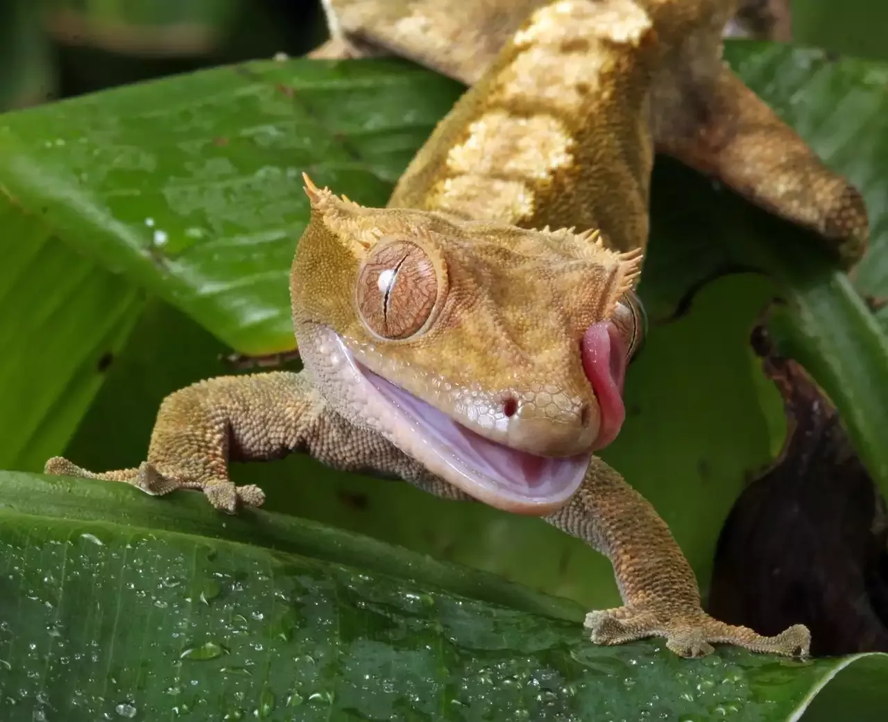 Housing, Feeding and Care of the Crested Gecko