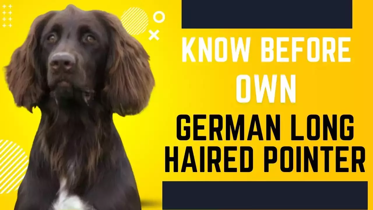 Interesting Facts About the German Longhaired Pointer