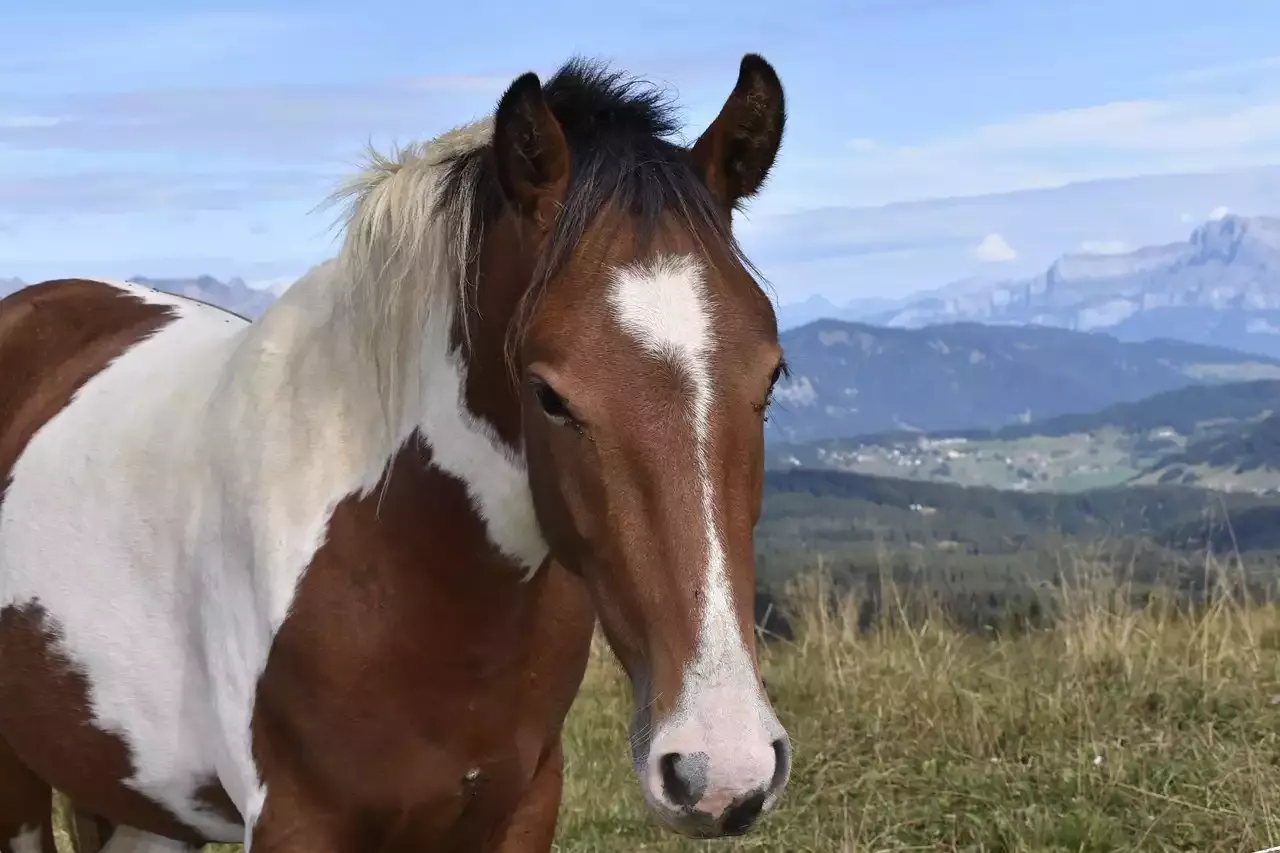 The Gentle and Easygoing American Paint Horse