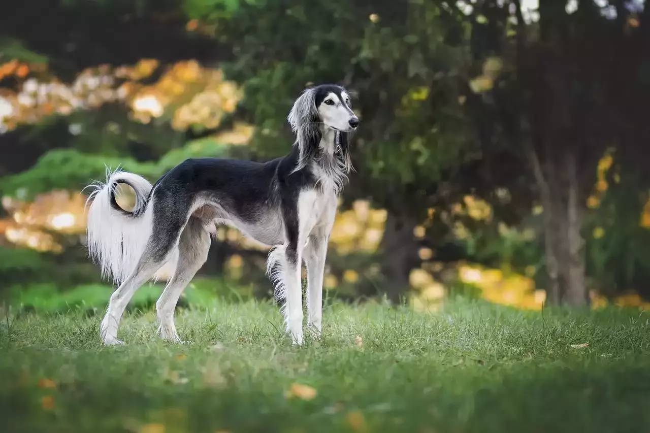 Adopting a Greyhound as a Pet
