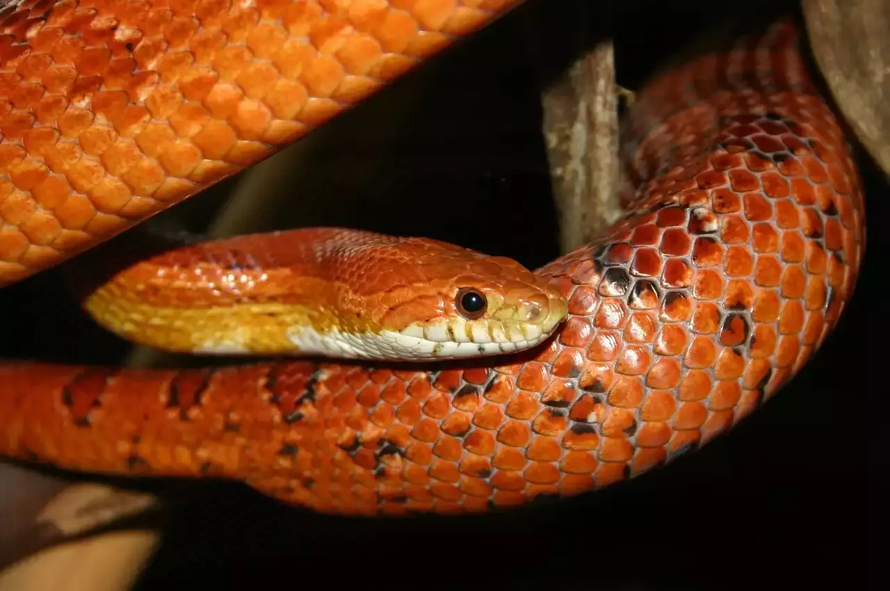 What Makes the Corn Snake a Popular Pet?