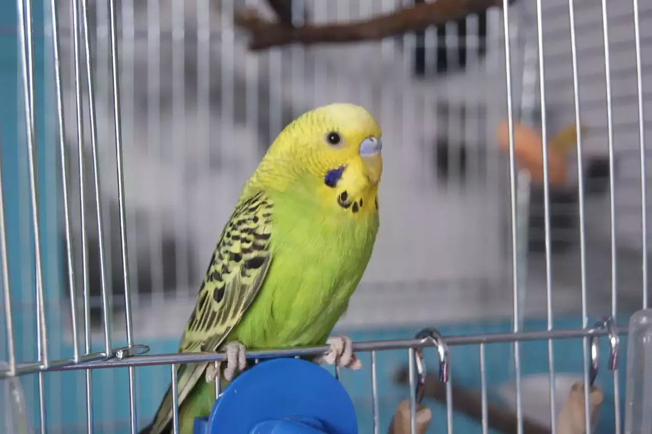 How to Look After Budgerigars at Home