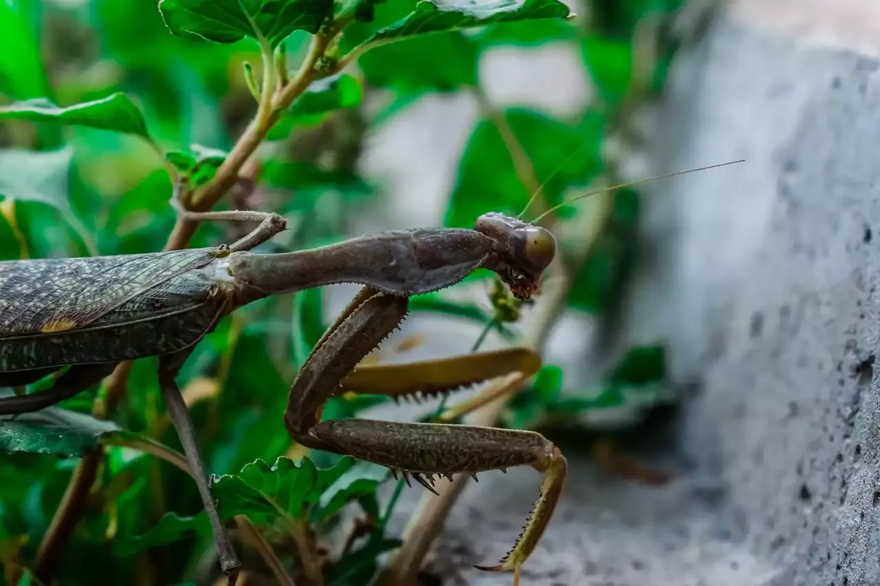 Care and Feeding of the Praying Mantis