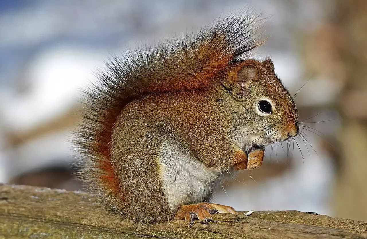 The Pros and Cons of Keeping Flying Squirrels