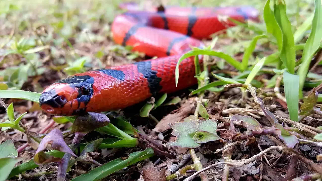 Why The Milk Snake Might be a Perfect Pet