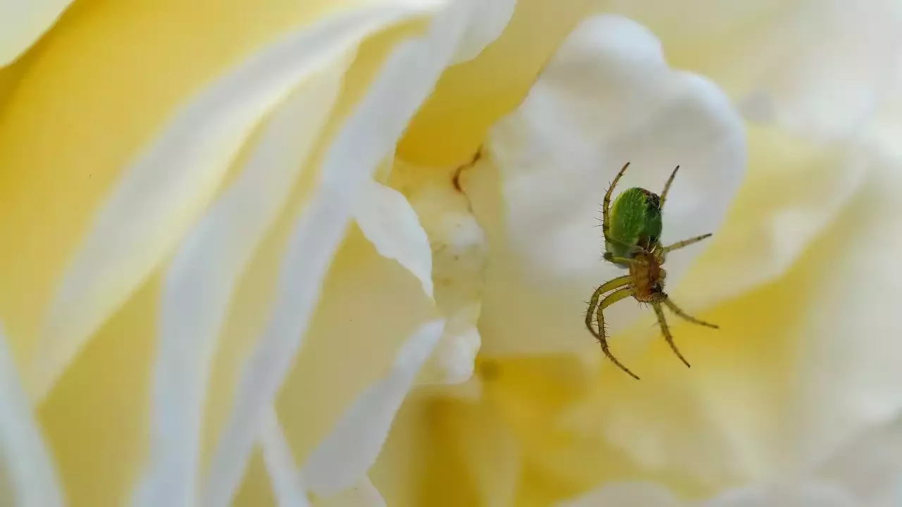 How to Care for a Chilean Rose Spider