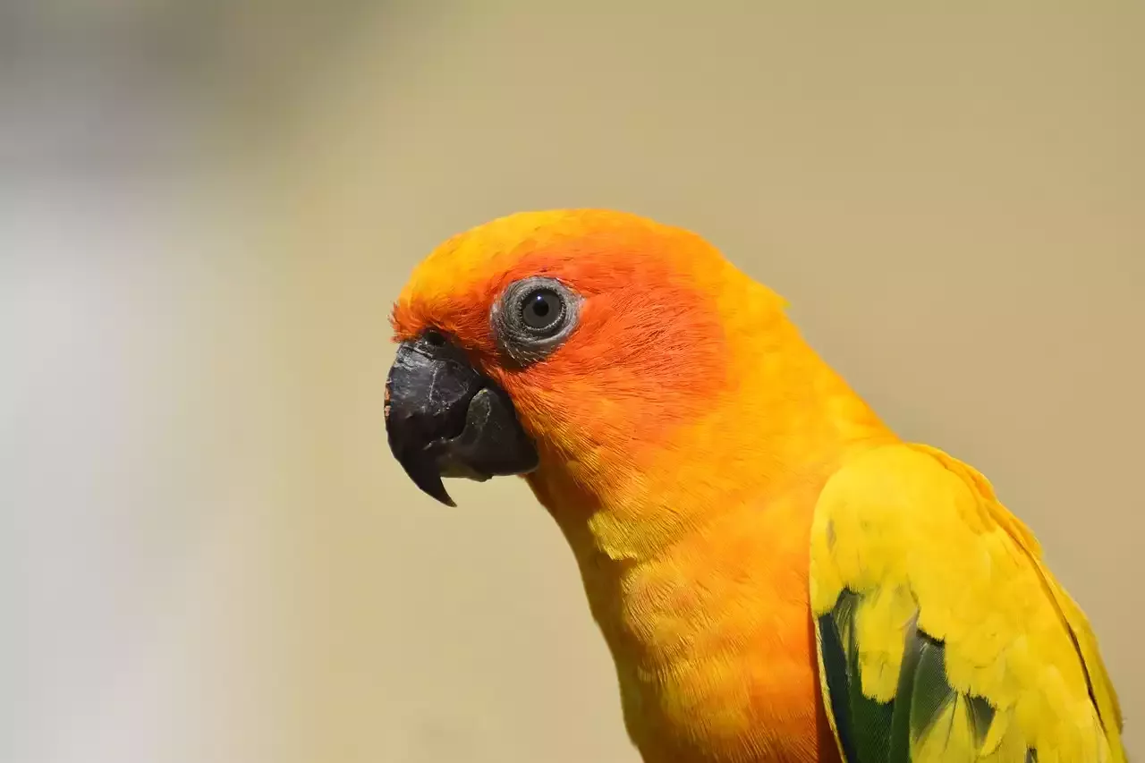 Everything You Need to Know about the Large Conure