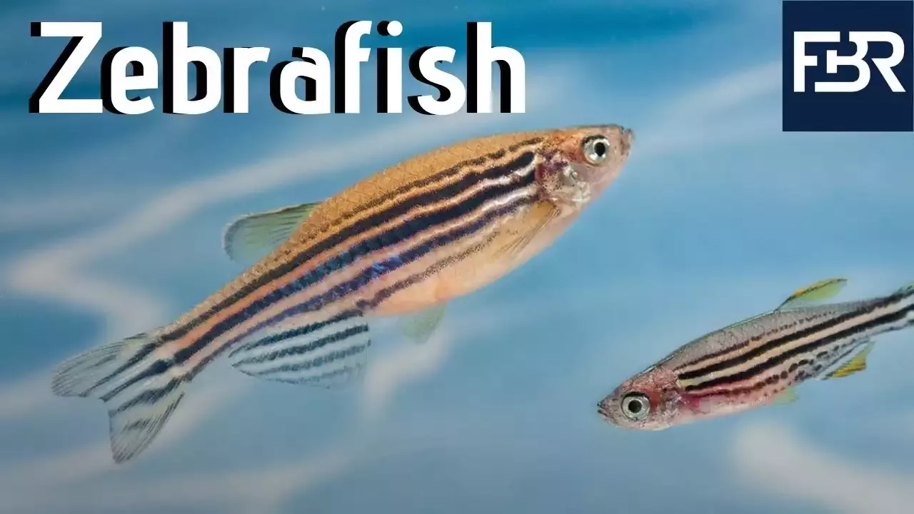 How to Keep Zebra fish at Home