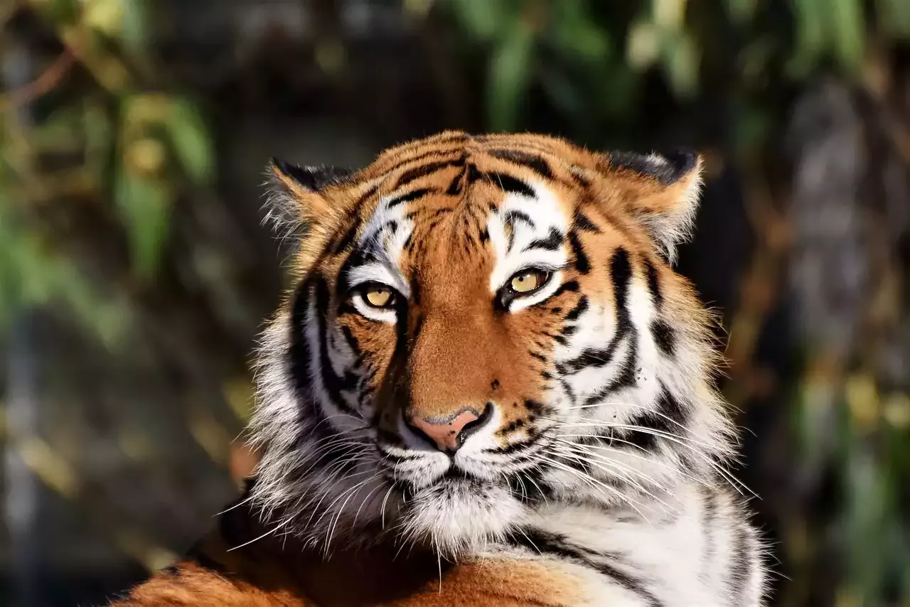 What You Should Know About Tigers as Pets